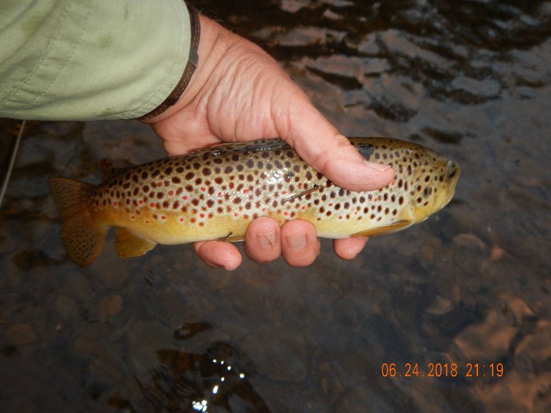 -Kettle Valley-100-.jpg - Same fish in the hand.  The red spots show more clearly in the hand.
